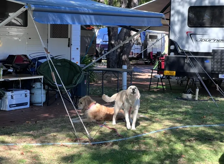 連狗狗都加入了幸福行列