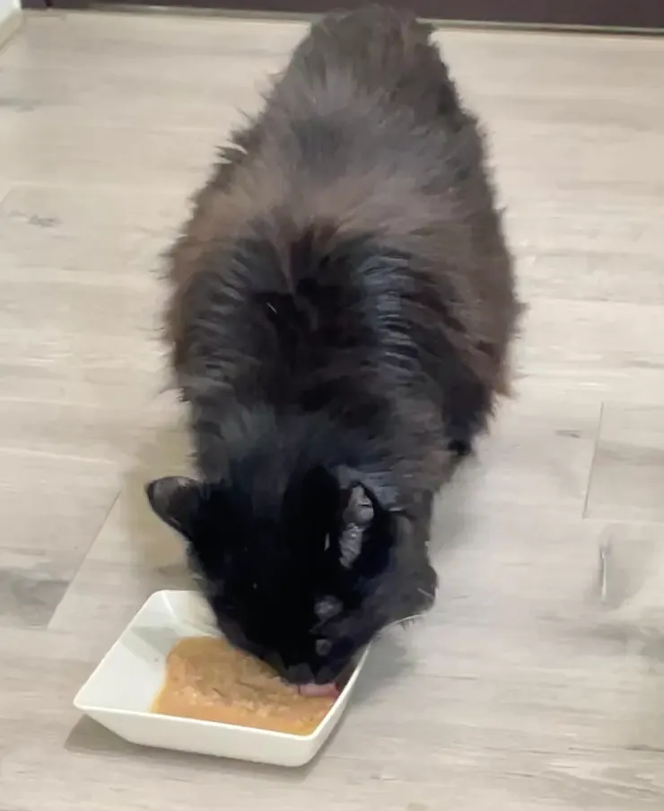 終於肯自己進食的黑黑。