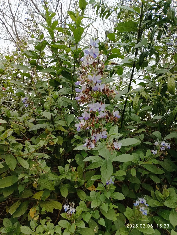 昨午后單騎遇藍蝴蝶