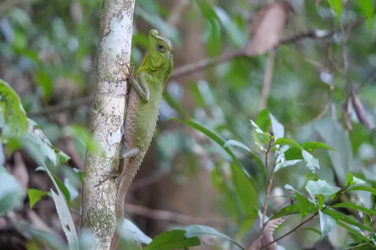 蜥蜴，名字已經忘記了
