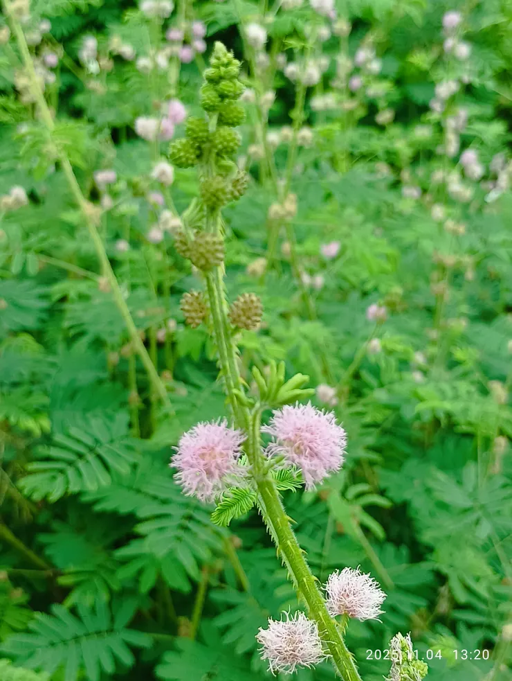 謹小慎微草含羞，圖是美國含羞草，自拍攝