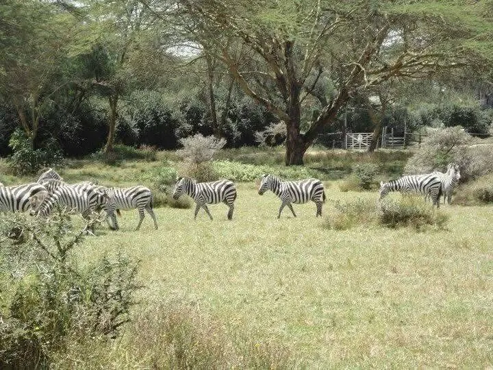 當時嚮導帶我們到斑馬群附近小解；他說這裡很安全的😆