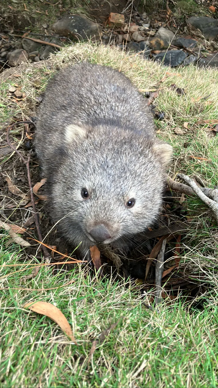 正要回家的袋熊 探頭看了我一眼
