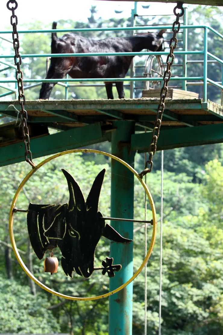 《討遊客喜歡的黑山羊生態區。圖／飛牛牧場》