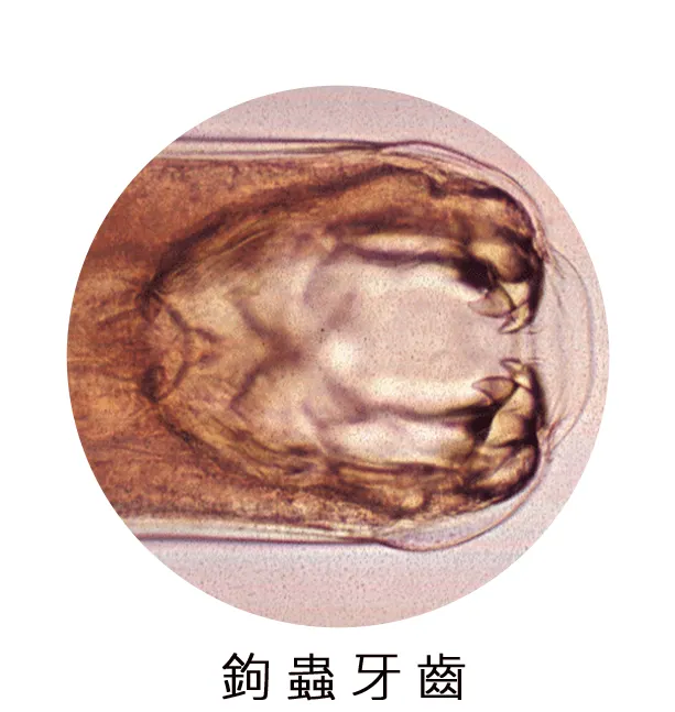 鉤蟲牙齒