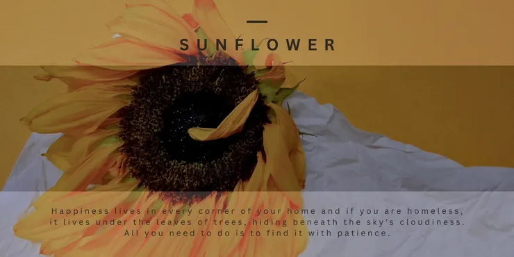 向日葵 圖片來自aha