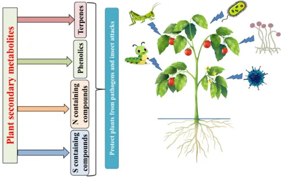 植物運用二次代謝物抵禦病原體和昆蟲的侵襲 