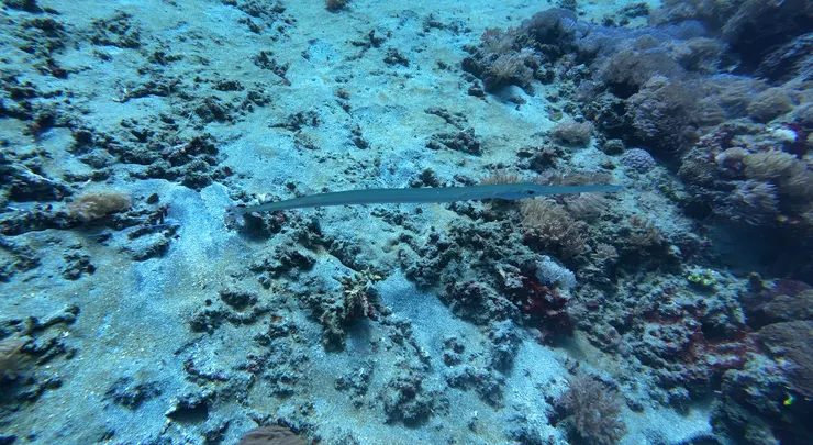 細長裸胸鯙（Cornetfish）