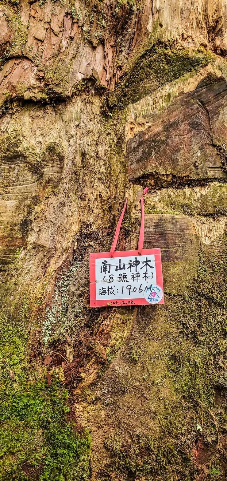 此行的重頭戲！南山神木～～