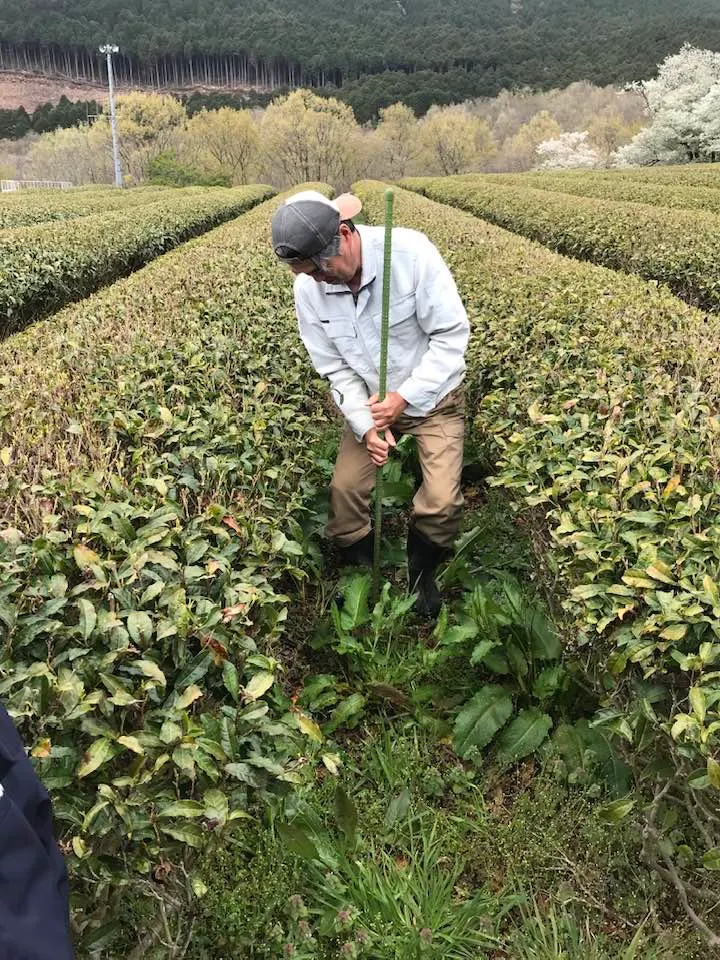 著名的圖像，長期改善後，土壤如海綿般可插入數尺