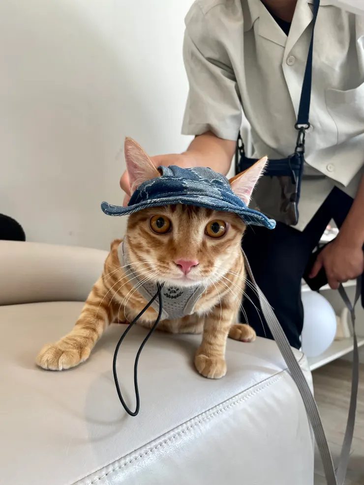 小巴第一次戴帽子，意外地看起來很適合！