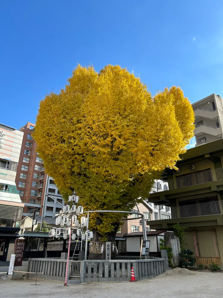 櫛田神社-巨大銀杏