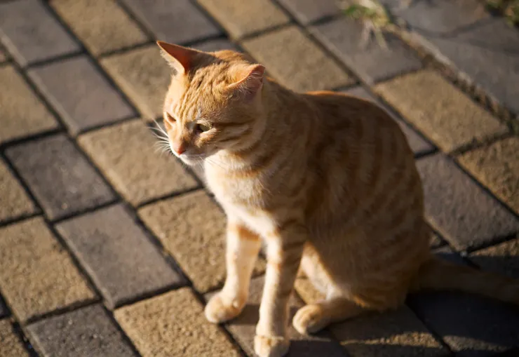 謝謝你，小貓，讓我的今天有了更多快樂