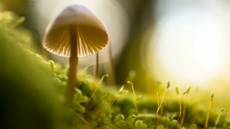 圖片來源：Unsplash