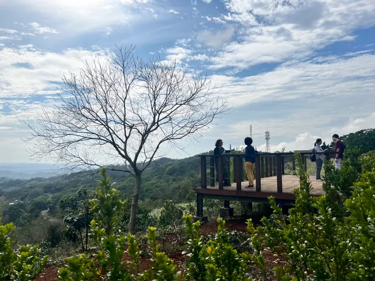 這裏有一處觀景台可以遠看魯冰花坡