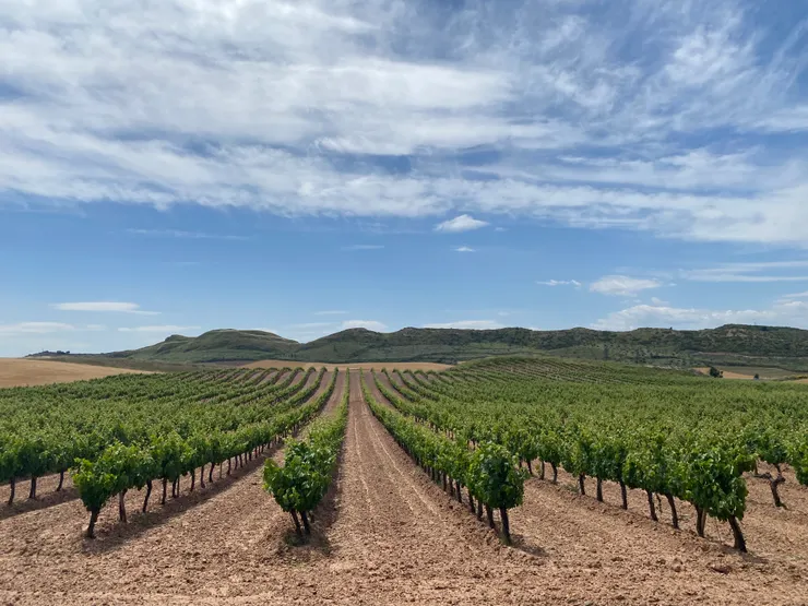 行經葡萄田就會提醒自己要喝一下當地的酒