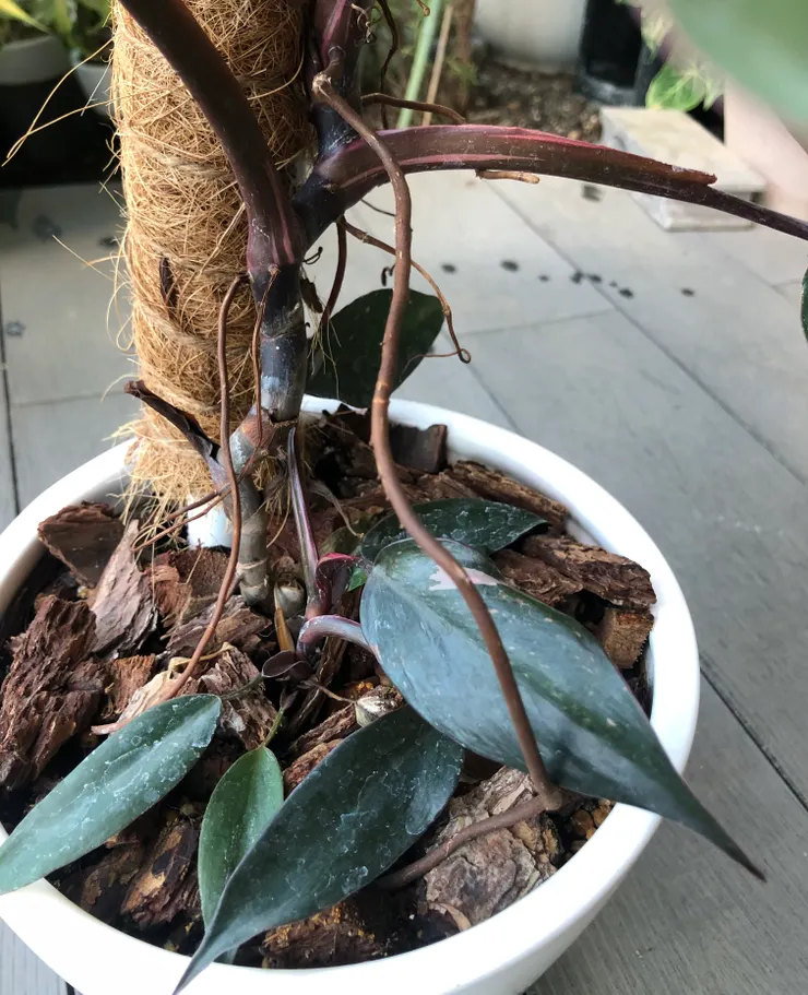 粉紅公主是有機會從底部長出側芽