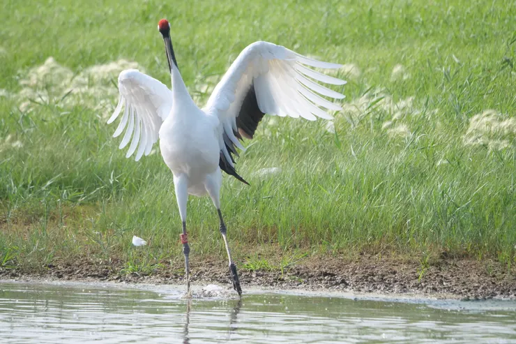 令人羡慕的長腿