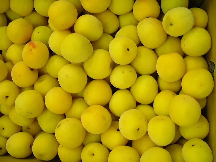 梅子。圖片取自維基百科