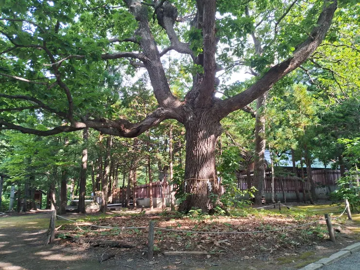北海道神宮的大樹
