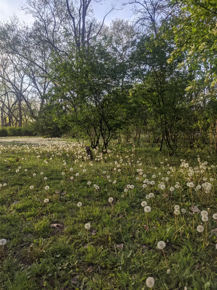 吹不完的蒲公英