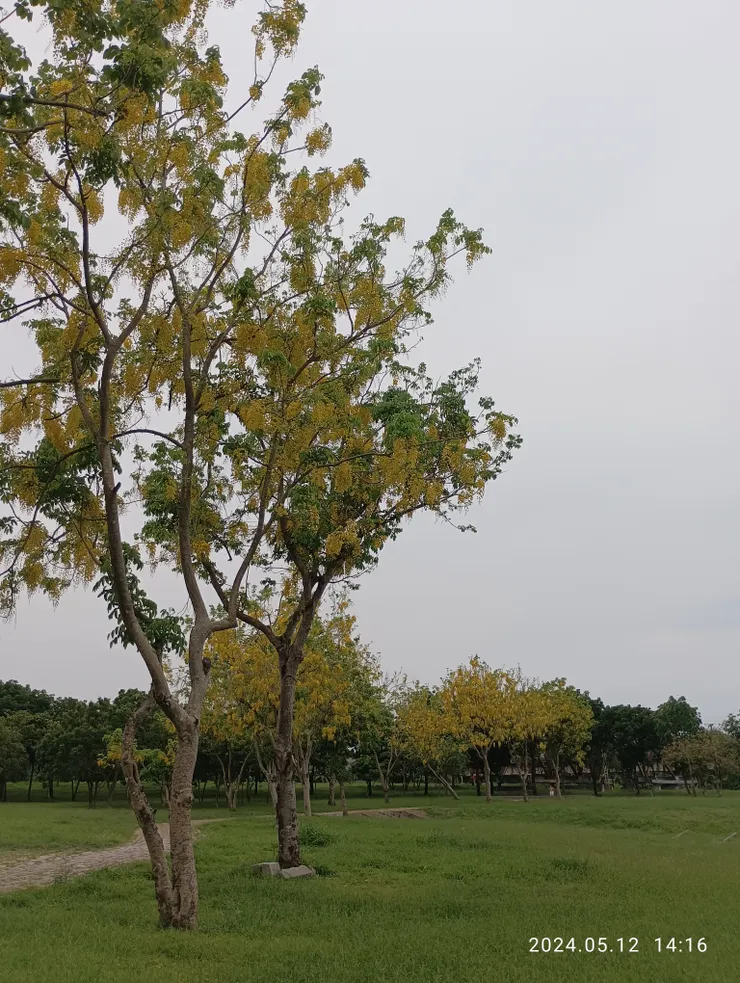 屏東的阿勃勒盛放眼隨見，自拍攝