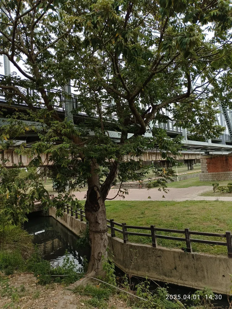 誰今見山黃麻