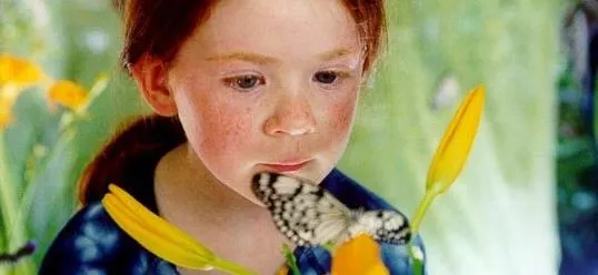 蝴蝶 / 圖擷取自網路