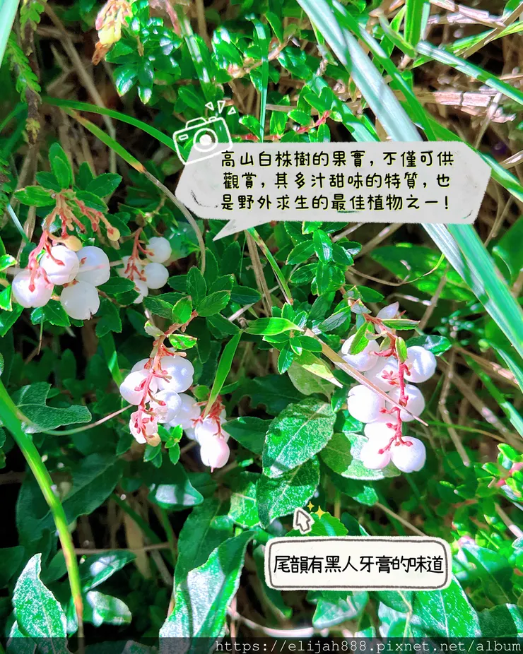 【來去奇萊主北】D2-3成功山屋住一晚/小奇萊/奇萊登山口/