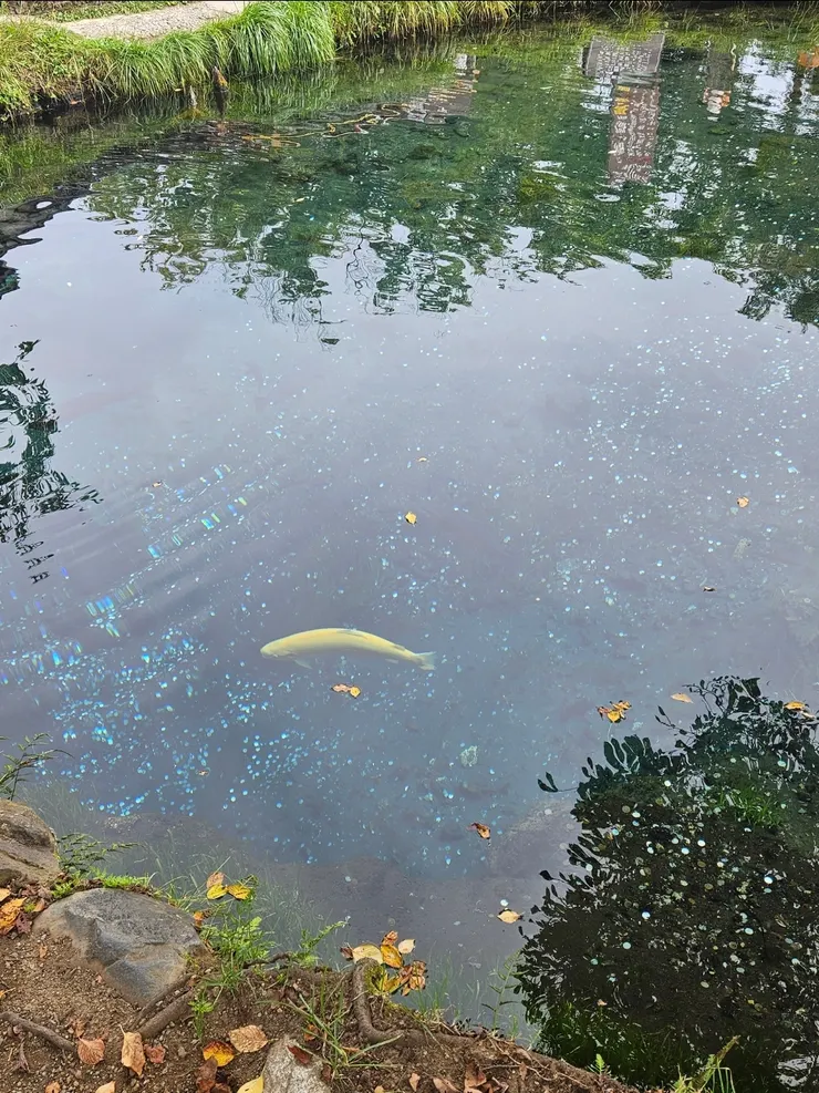 一隻真的很金的鯉魚