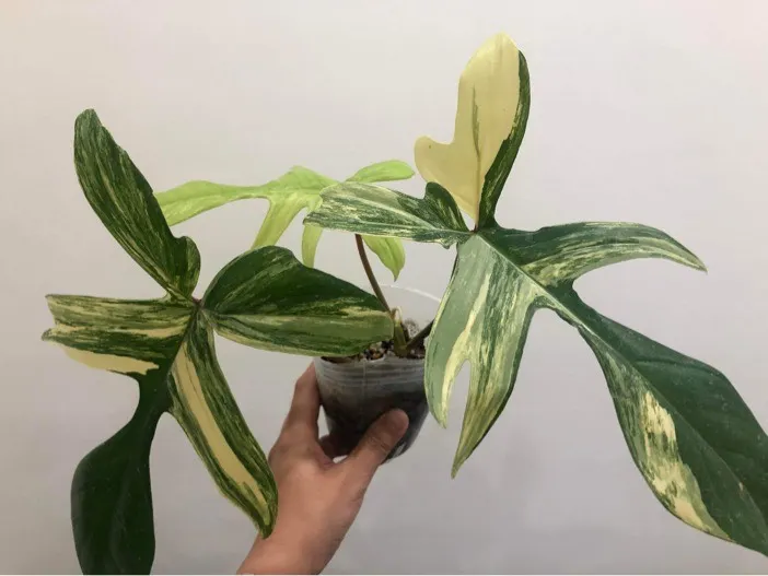 剛到家時的樣子