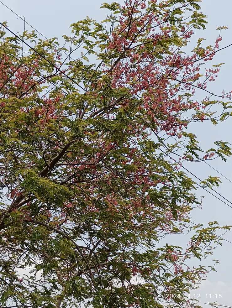 爪哇旃娜已開花了