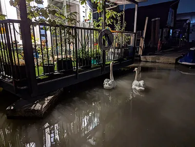 深夜在我船屋前等餵食的天鵝夫婦