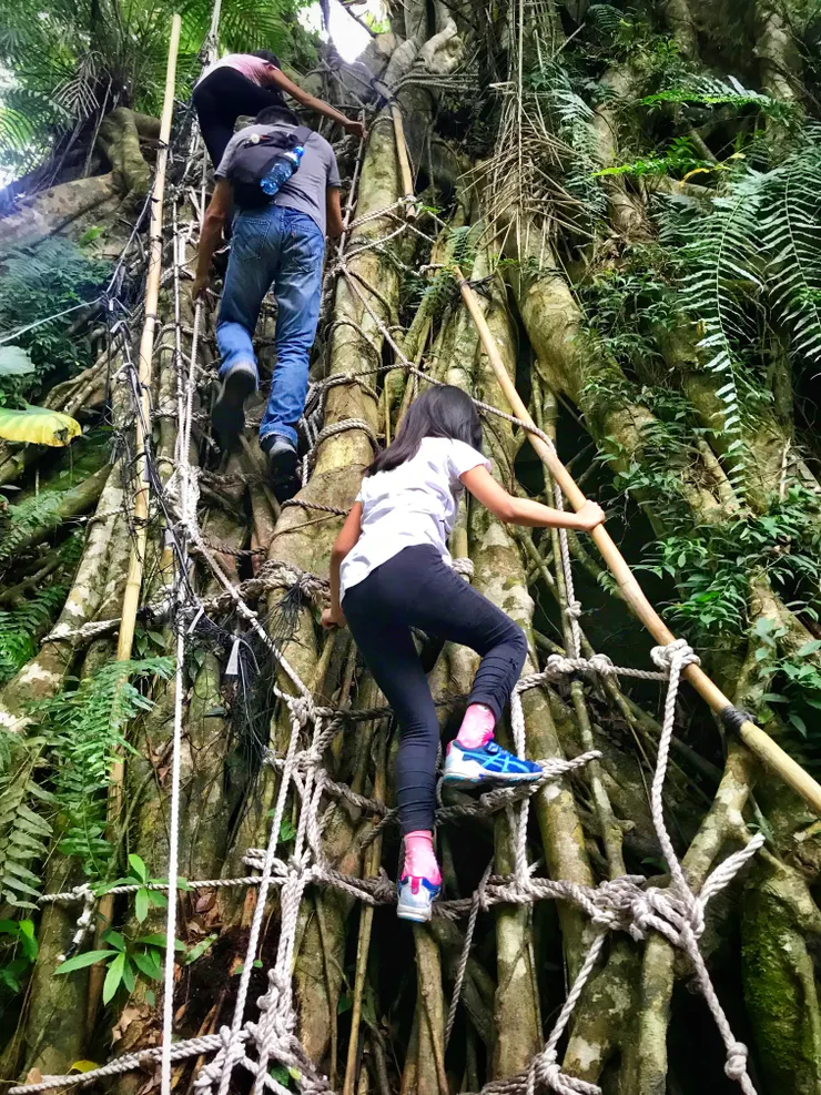 攀爬三層樓高的樹根