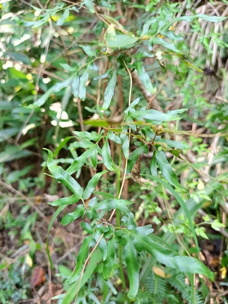 葉子較長而大片，負責行光合作用提供養分的營養葉