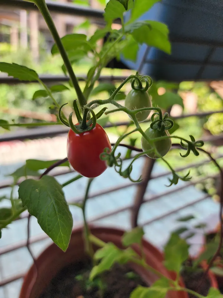 轉紅啦！