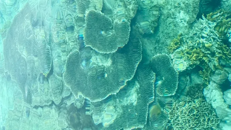 浮潛的海下生態