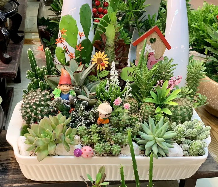 肉質植物盆景