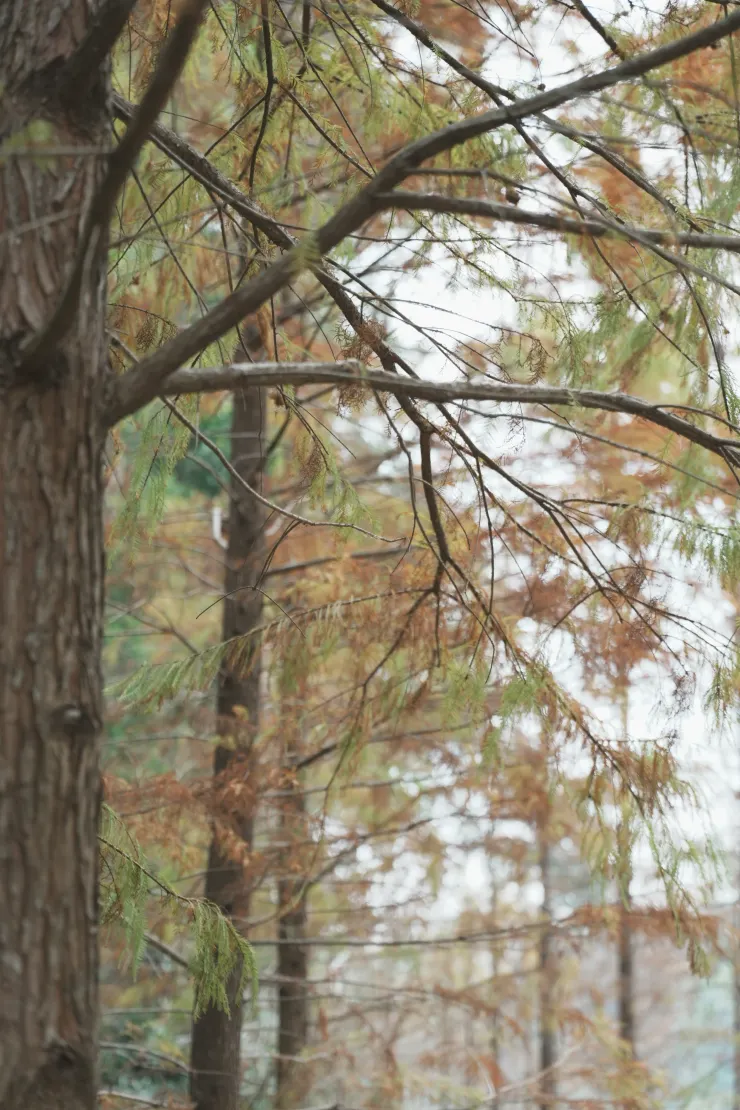 紅葉垂釣下來份外優美