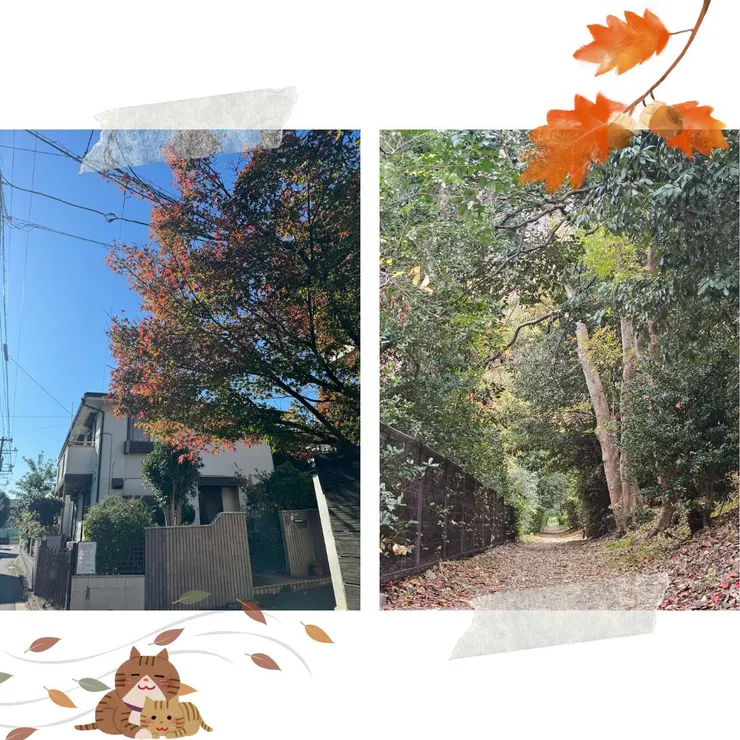 右手邊的照片是在大阪昭和公園拍攝的，好像龍貓會出沒的通道喔～