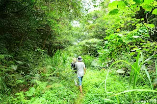 比人還高的草中有一條明顯的小徑