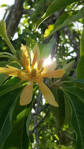 在佛教經典中，黃玉蘭意指金色花樹，是佛國淨土裡的神聖香花