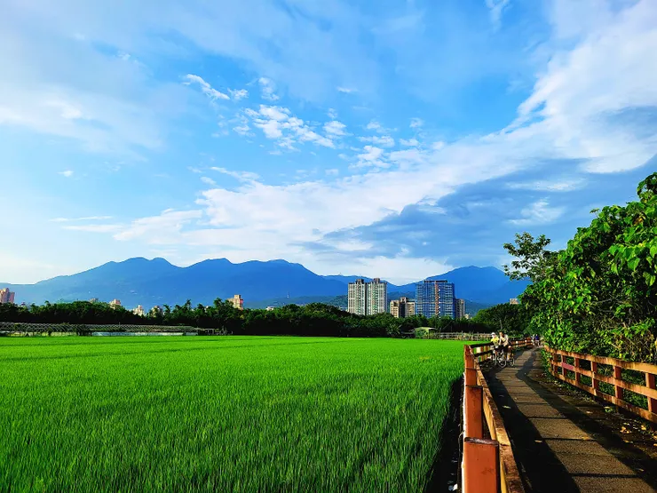 本次行腳適逢釔滿前後，水稻己屆抽穗末期，進入乳熟，黃熟期，此時正是造訪關渡平原的最佳賞味期。