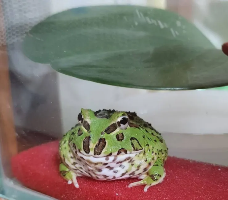 我的角蛙，花綠綠