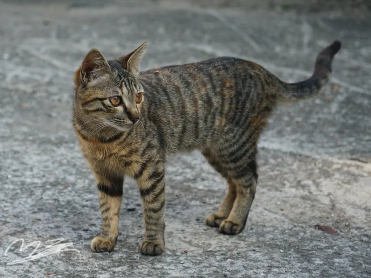 虎紋貓常走來我的家，我會逗牠玩。