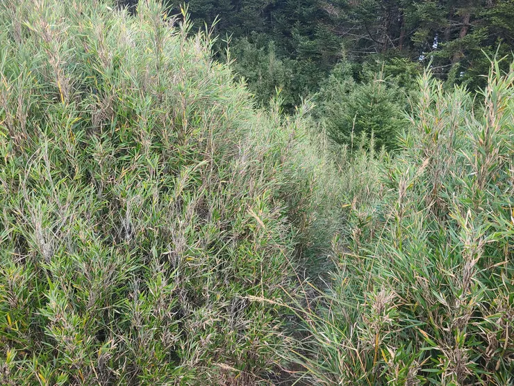 要稍微撥開箭竹走