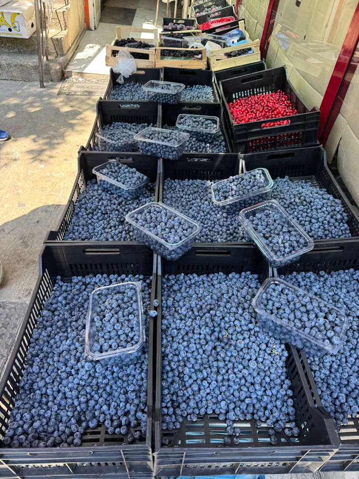 七八月剛好是藍莓的產季