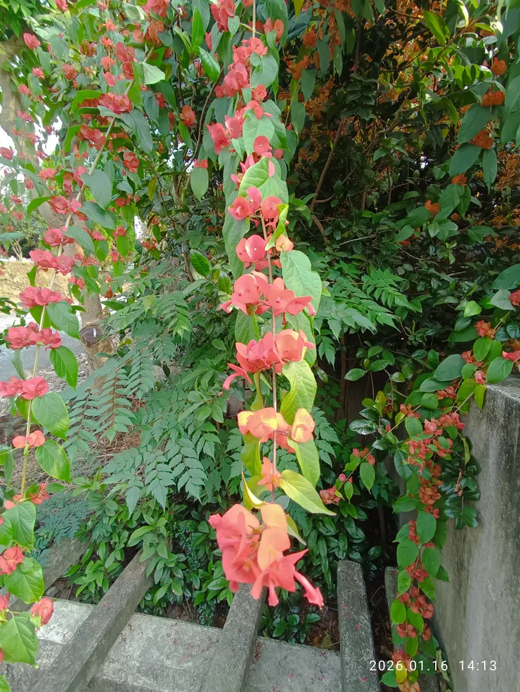 花葉與花葉間留段空間