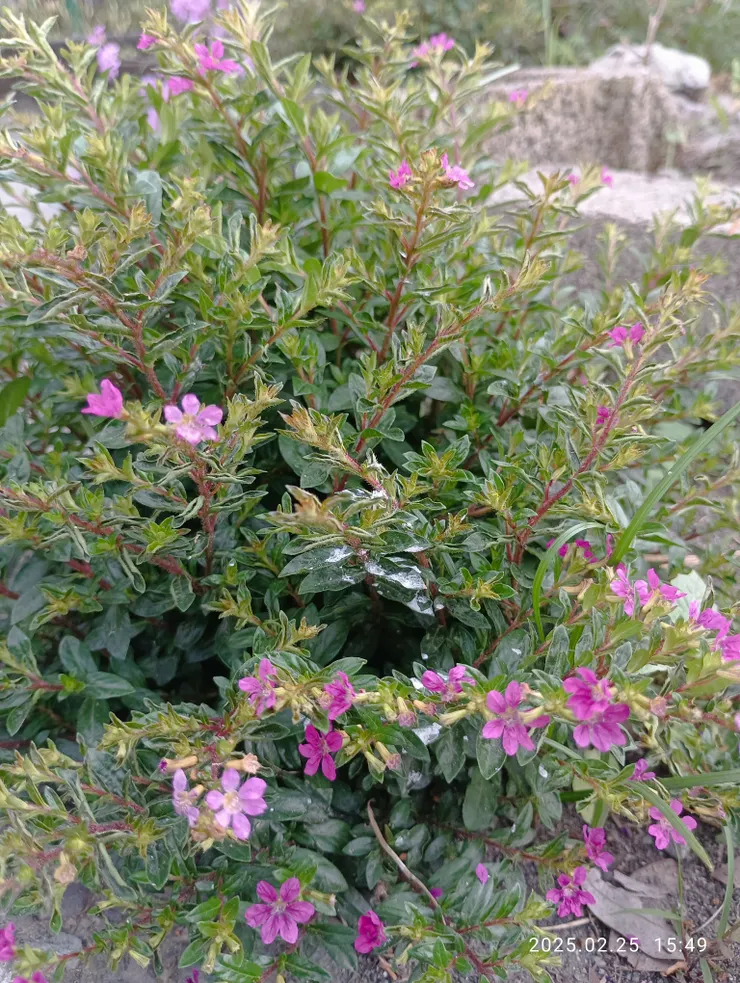 細葉雪茄花，自拍攝