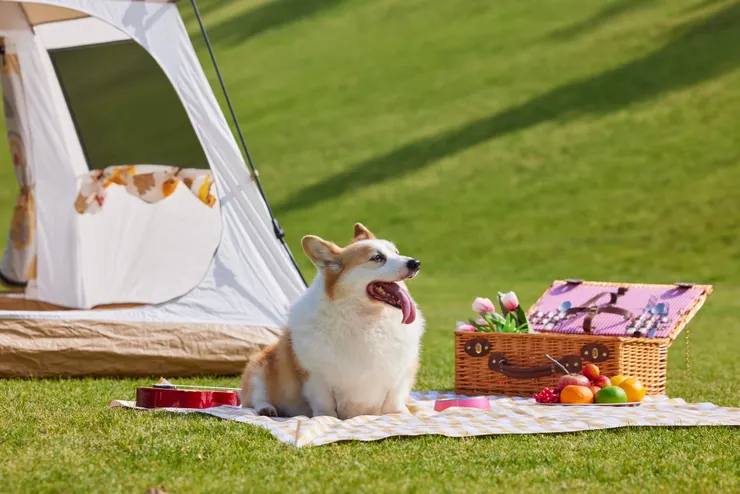 毛小孩寵物公園趴趴造！